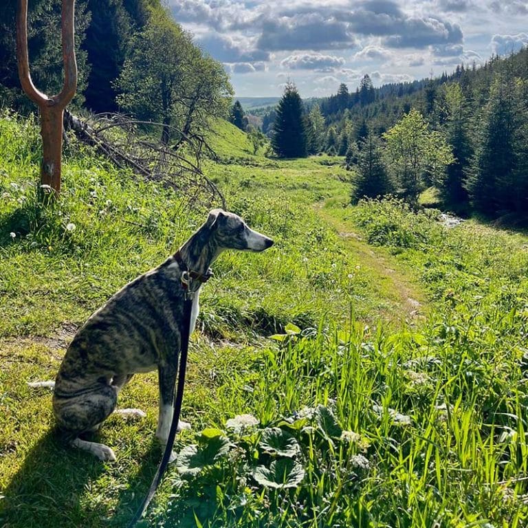 Oberwiesenthal urlaub mit Hund im Erzgebirge