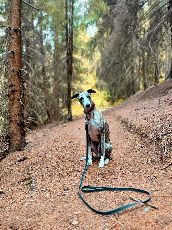 oberwiesenthal-wandern-mit-hund-outdoor-pfad-sommer-1