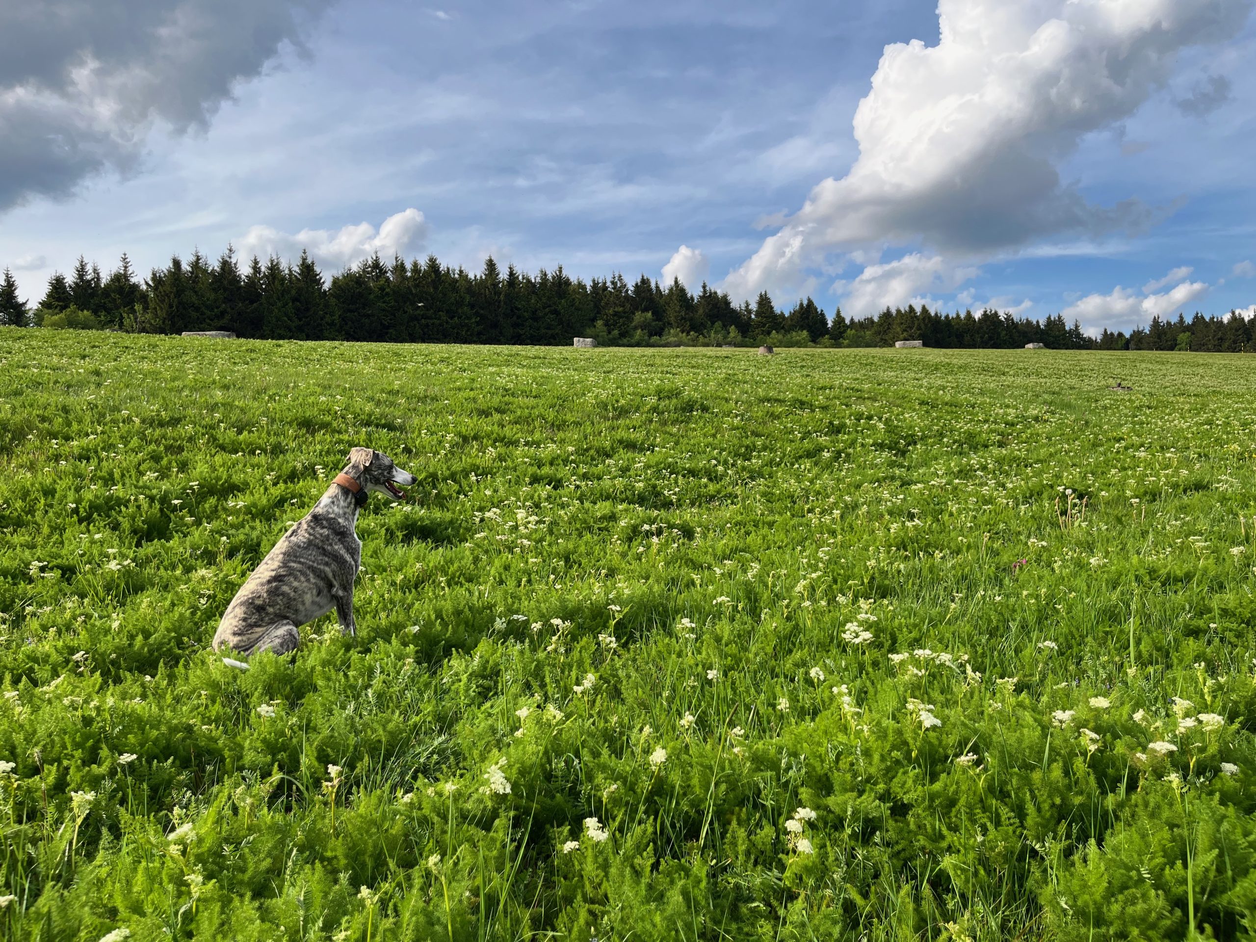 Jebo-Wiese-Fichtelberg