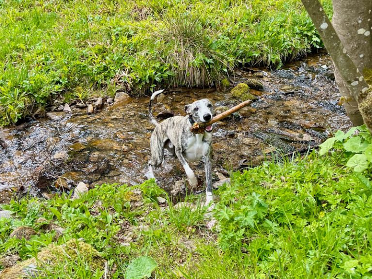 Wandern mit Hund Oberwiesenthal - Hund am Bach im Zechengrund bei Oberwiesenthal – Wandergebiet am Fichtelberg