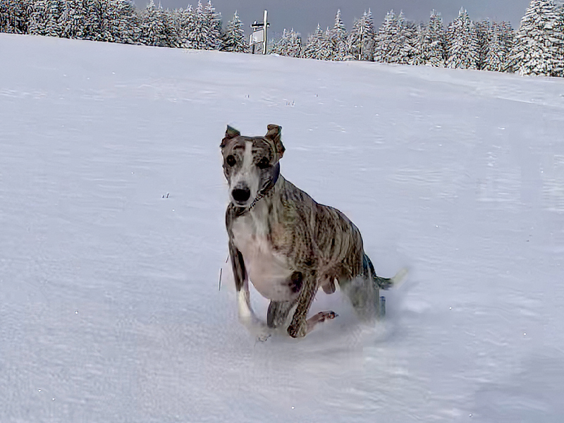 Hund im Schnee beim Winterwandern in Oberwiesenthal am Fichtelberg
